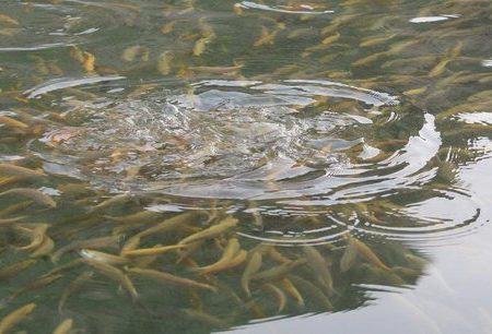 رهاسازی ۶ میلیون و ۴۰۳ هزار بچه ماهی در منابع آبی خوزستان