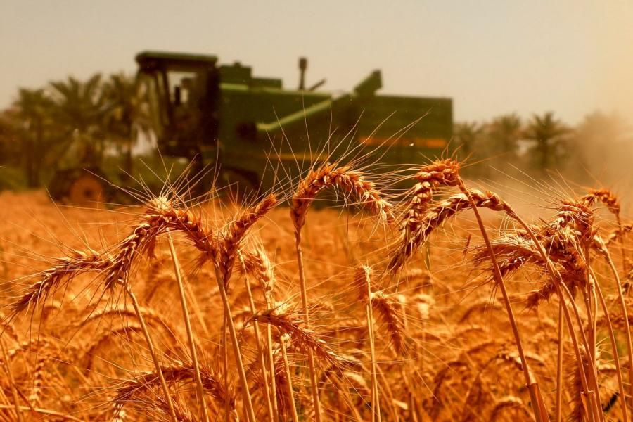 مابه‌ التفاوت وجه گندم به حساب گندمکاران خوزستان واریز می‌شود
