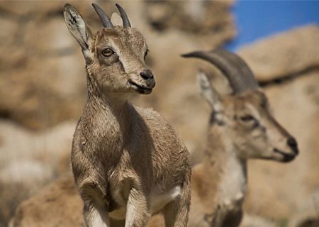 محیط زیست خوزستان با کمبود محیط‌بان روبه‌رو است