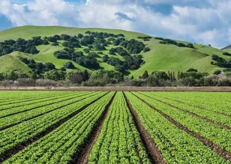 ارزش افزوده کشاورزی خوزستان با کمک فناوری هسته‌ای/سامانه صنعتی پرتودهی استان ایجاد می‌شود