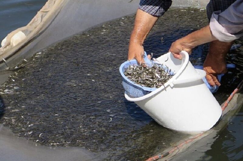 ۴۶۰ هزار قطعه بچه ماهی بومی در تالاب شادگان رهاسازی شد