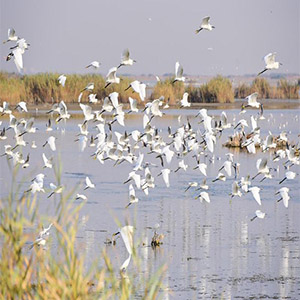 تخریب مستمر دامگاه‌های سنتی پرندگان مهاجر تالاب‌های خوزستان