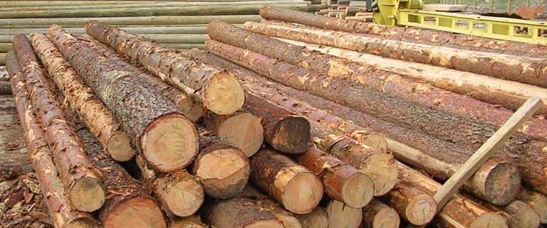 نیاز روزانه ۷۰۰ تنی چوب برای تولید/ به ۱۵ کشور صادرات داریم