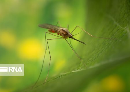 شناسایی ۲ فرد مبتلا به بیماری مالاریا در حوزه غرب شهرستان اهواز