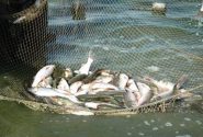محموله غیر مجاز ماهی‌های تالابی در یک انبار غیر مجاز کشف شد