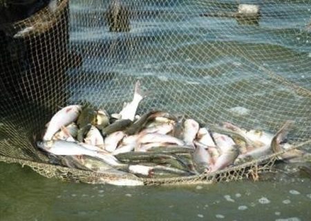 محموله غیر مجاز ماهی‌های تالابی در یک انبار غیر مجاز کشف شد