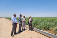 تحقق کاهش مصرف آب در مزارع نیشکر با تغییر شیوه‌های آبیاری