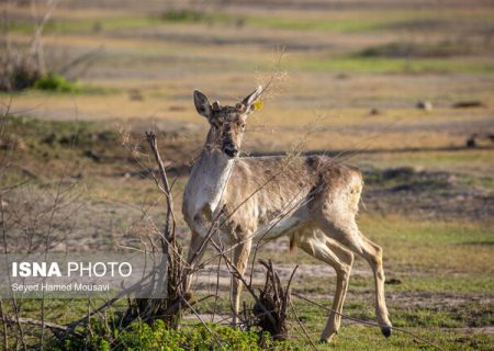 تولد اولین گوساله‌ گوزن زرد ایرانی پارک ملی «کرخه» در سال جاری