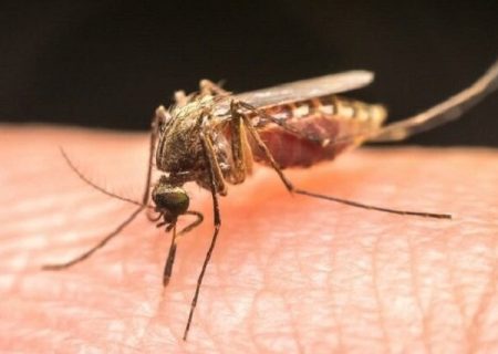 حذف انتقال محلی مالاریا در خوزستان در ۱۰ سال اخیر
