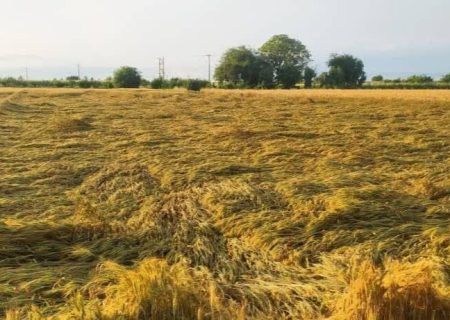 بارندگی به مزارع کشاورزی برخی نقاط خوزستان خسارت زد