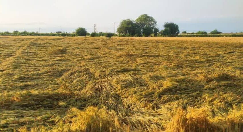 بارندگی به مزارع کشاورزی برخی نقاط خوزستان خسارت زد