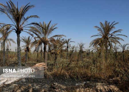 بیش از ۱۳ هزار هکتار نخیلات فرسوده خوزستان احیا می‌شوند