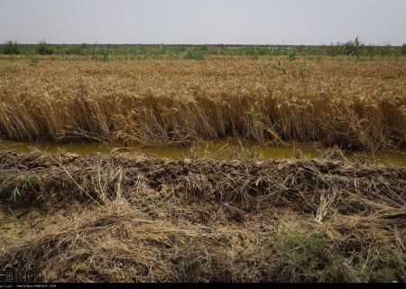 ۱۲۸ هزار تن گندم خوزستان در بارندگی‌های اخیر نابود شد