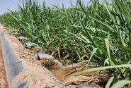 افزایش ۲۰ درصدی بهره‌وری آب در مزارع نیشکر با مدیریت علمی