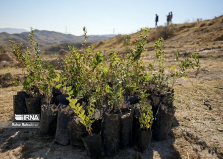 ۳۰ هزار هکتار اراضی ملی و موقوفه خوزستان به زراعت چوب اختصاص می‌یابد