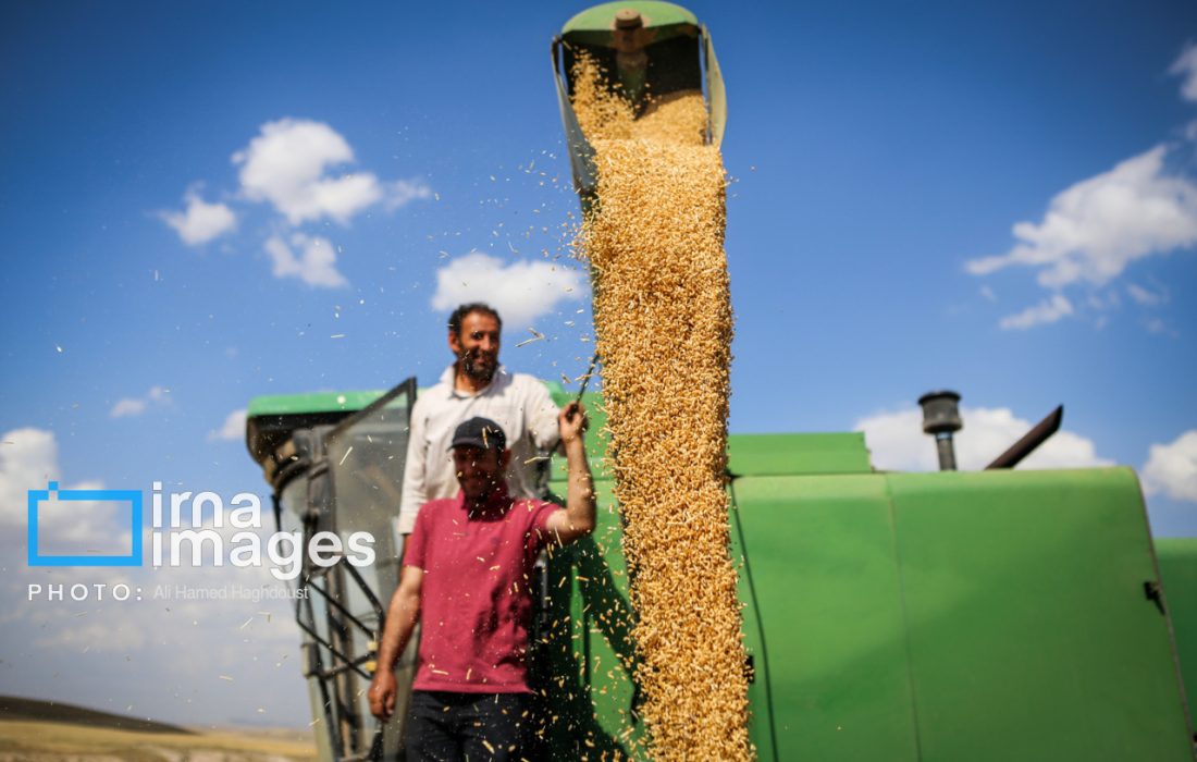 ۲۵۰ هزار میلیارد ریال از مطالبات گندمکاران خوزستانی پرداخت شد