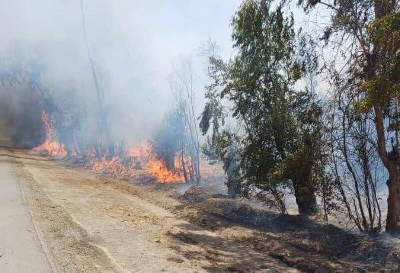 قطع و آتش سوزی درختان حریم جاده اهواز اندیمشک با جدیت پیگیری می‌شود