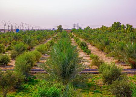 درختکاری ۲۵۰ هکتار از کمربند سبز اهواز تا پایان امسال