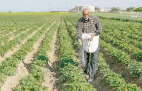مدیر بحران خوزستان: کشاورزان برای مدیریت آب در تابستان همکاری کنند