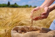 ۲۶۰۰ میلیارد تومان دیگر از مطالبات گندمکاران خوزستانی پرداخت شد