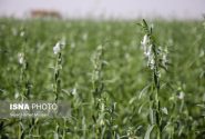 گیاهان کم آب‌بر جایگزین برنج در حوضه‌های آبریز خوزستان می‌شود