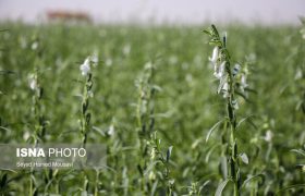 گیاهان کم آب‌بر جایگزین برنج در حوضه‌های آبریز خوزستان می‌شود