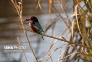 خوزستان ماوای بیش از ۳۰۰ گونه پرنده/ ۱۳ گونه، در خطر انقراض