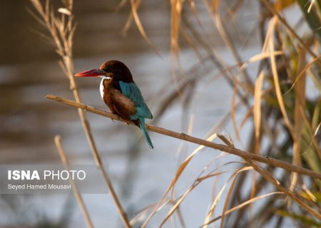 خوزستان ماوای بیش از ۳۰۰ گونه پرنده/ ۱۳ گونه، در خطر انقراض